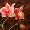 Orchid and Vase