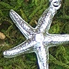 starfish