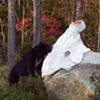 Teresa of the North Woods