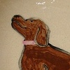 dog bowl