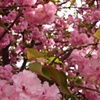 spring/summer