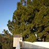 At Home in the Trees