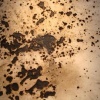 *April 5, 2008  I * ( Gun Powder Trials )