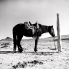 *Navajo Pony*