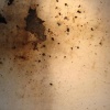 *April 5, 2008  II * ( Gun Powder Trials )