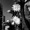 *Night Bloomer*