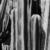 *Cactus Texture*