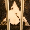 *February 9, 2008 (detail)