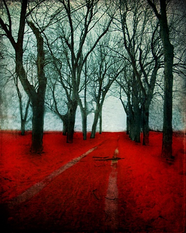 The Crimson Forest by The Lonely Pixel Photography in Montreal, Canada