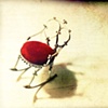 The Curious Chair
