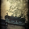Summer's Onlooker