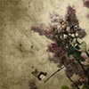 Lilac Scents