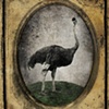 Animal Art