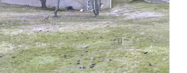 Rabbits, squirrels, cartoons, etc