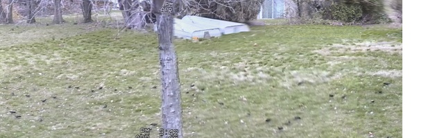 Rabbits, squirrels, cartoons, etc