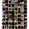 64 Black Heads