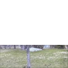 Rabbits, squirrels, cartoons, etc