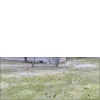 Rabbits, squirrels, cartoons, etc