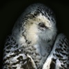 Snowy Owl