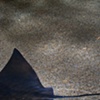 Manta Rays, Monterey Bay Aquarium, California