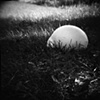 Puffball Mushroom
Chazy, New York