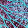 cicada wing with mica: blue