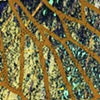 cicada wing with mica: green