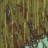 Forest with Vines