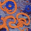 mica with protozoa forms: blue - orange