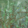 A Green Evening with Young Grape Vines