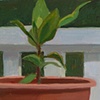 Potted Bay Plant