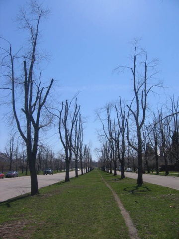 trees 5