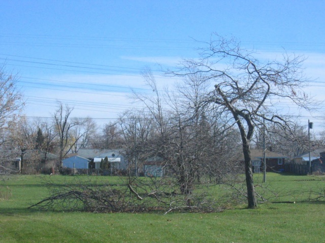trees 3