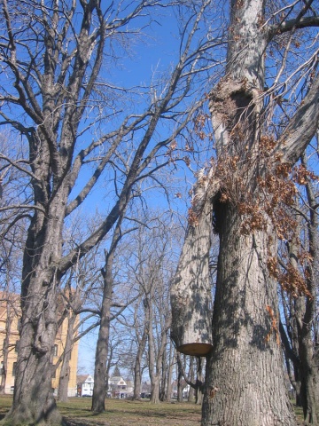 trees 12