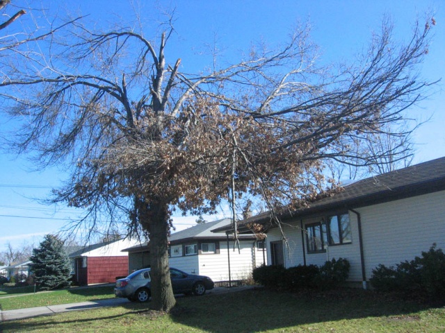 trees 4