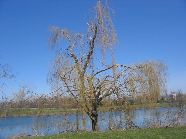 trees 6