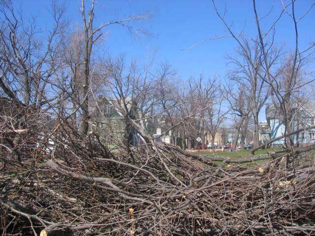 trees 11