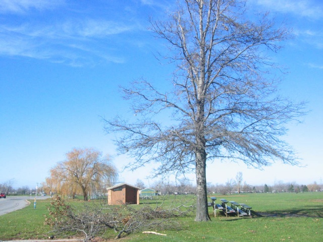 trees 2