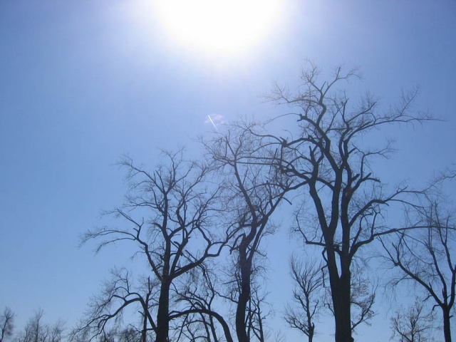 trees 10