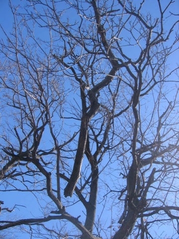trees 8