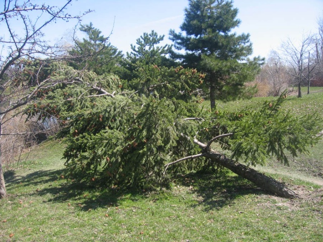 trees 7