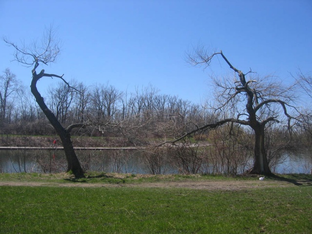 trees 1