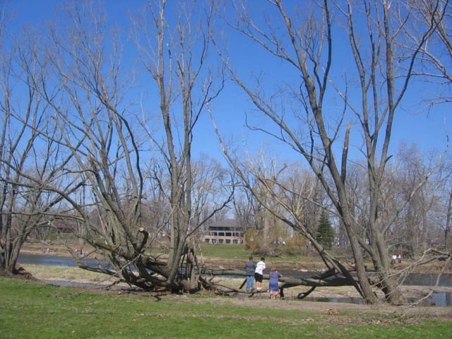 trees 9
