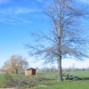 trees 2