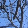 trees 8