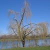 trees 6