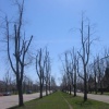 trees 5