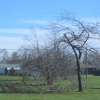 trees 3