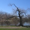 trees, 2006-2007