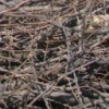 trees 11
